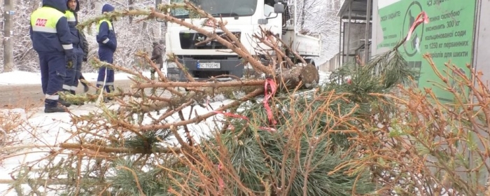 Nevyhadzujte ho, ale urobte niečo užitočné: ako sa zbaviť vianočného stromčeka nezvyčajným spôsobom - foto č.